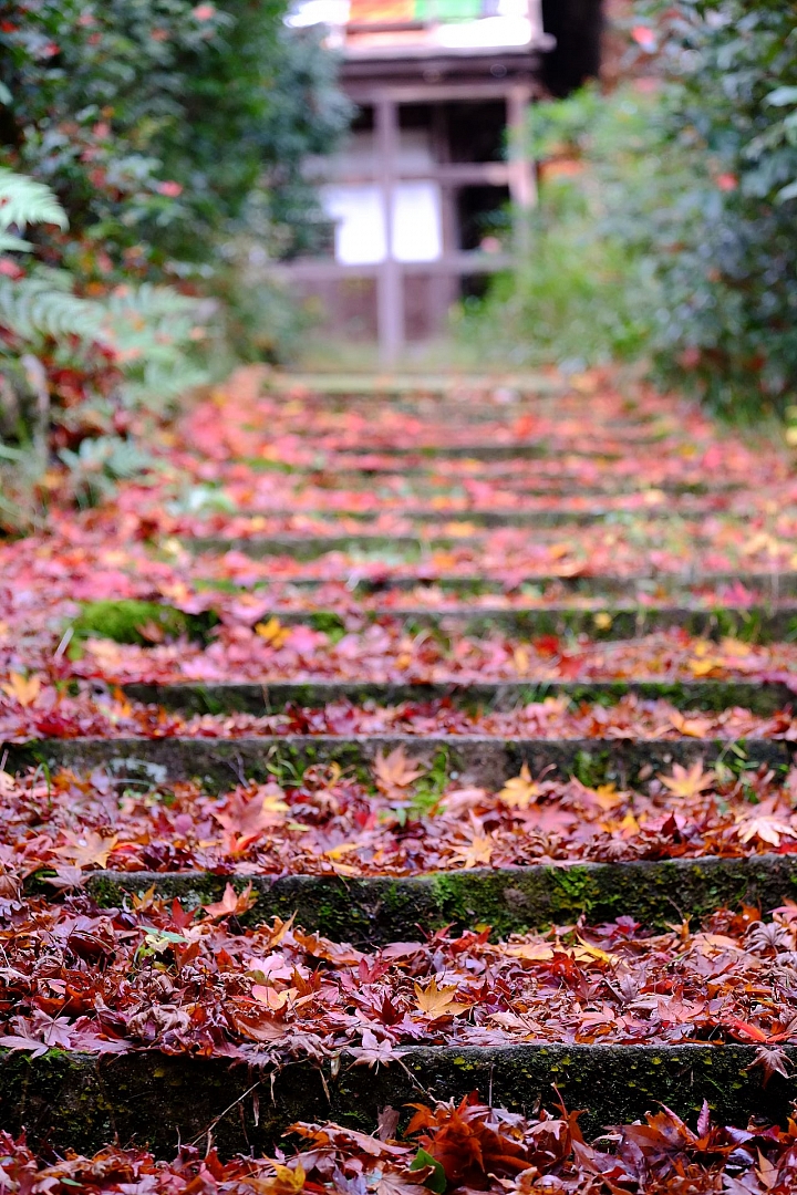 2016 京都賞楓 XE2+16mm 1.4 & XE1+55-200mm