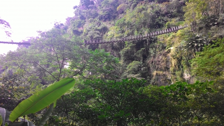 鐵腿之旅-八卦茶園+梯子吊橋(應老頭要求，作了一份圖片解說版)
