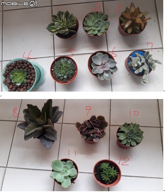 詢問多肉植物名稱?感謝~~~