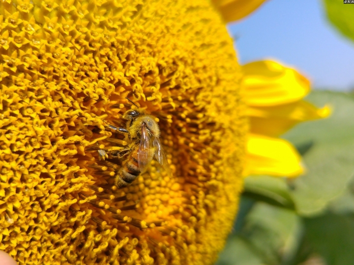 (第86批圖) LG G4 &G5&V10&v20 日夜拍研究團 精選作品2016.12.21