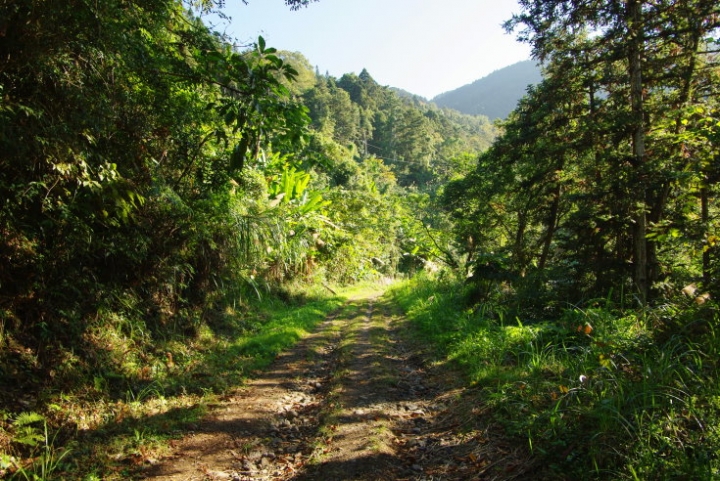羅山林道