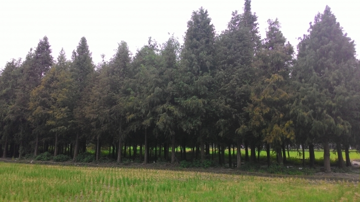 秘境森林-台中市霧峰區北岸路落羽松