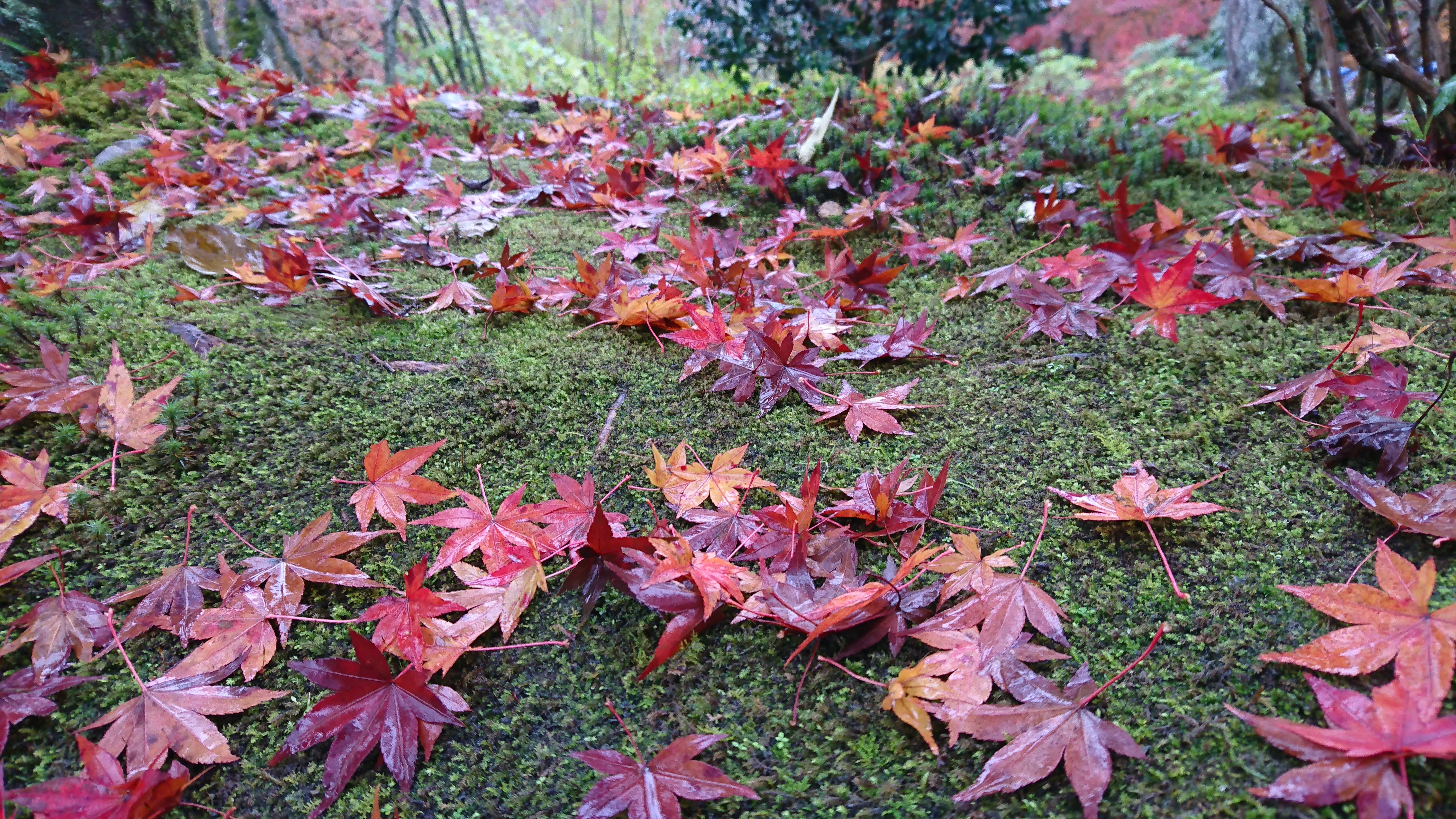 Sony Xperia XZ 隨手拍照都是作品！