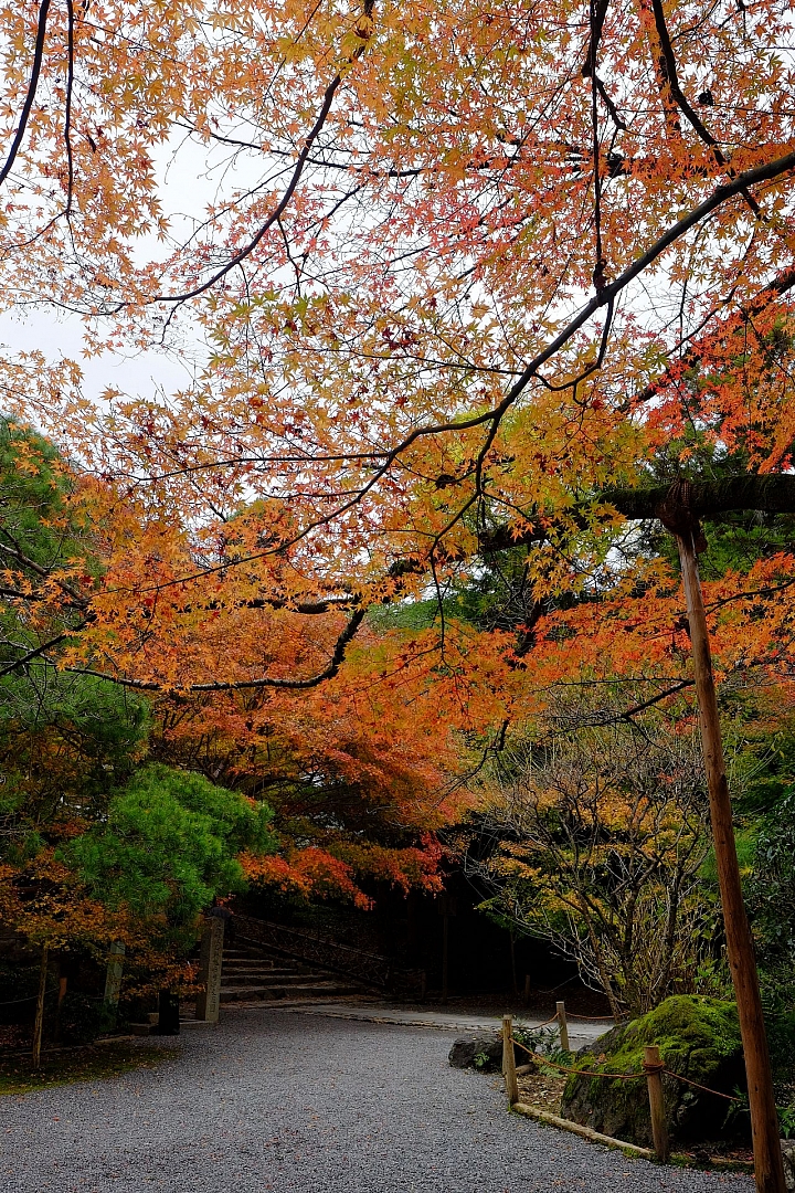 2016 京都賞楓 XE2+16mm 1.4 & XE1+55-200mm