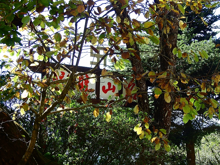 Nikon P900の阿里山慈雲寺的楓葉與銀杏