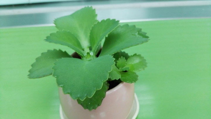 請教植物