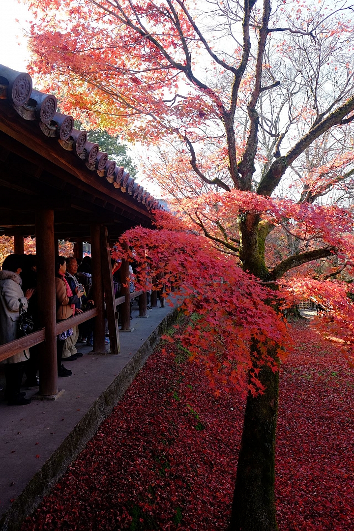 2016 京都賞楓 XE2+16mm 1.4 & XE1+55-200mm