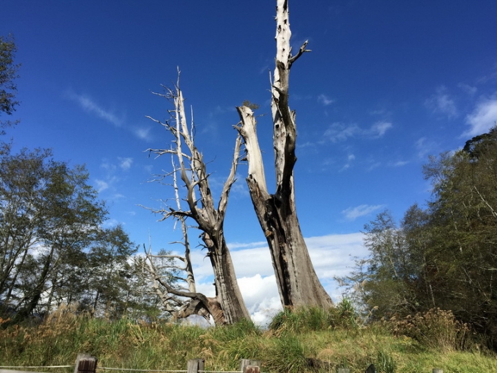 新中橫塔塔加RAV4車宿遊記