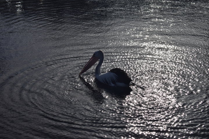 說走就走，澳洲大洋路兩天一夜的重機日記。