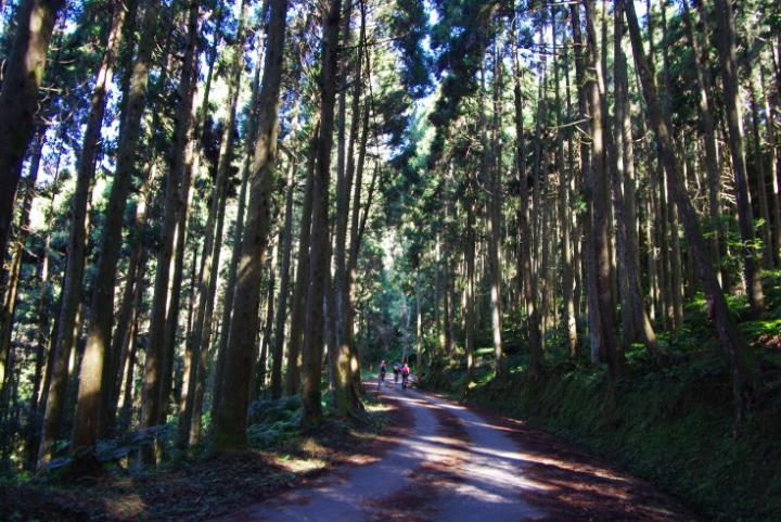 羅山林道