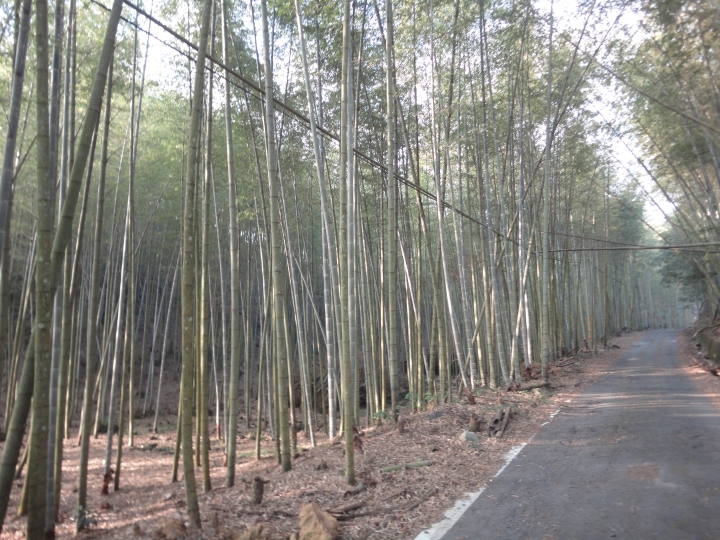 「神鵝瞎旅」(下)之 集集大山 老頭 〝踏去當〞。