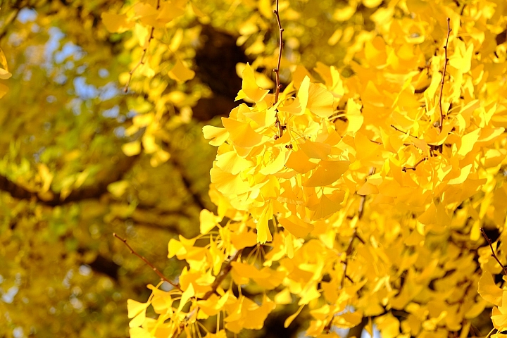 2016 京都賞楓 XE2+16mm 1.4 & XE1+55-200mm