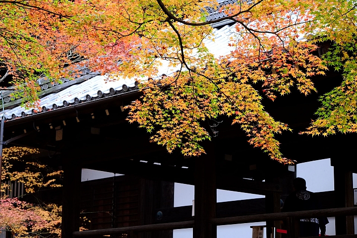 2016 京都賞楓 XE2+16mm 1.4 & XE1+55-200mm
