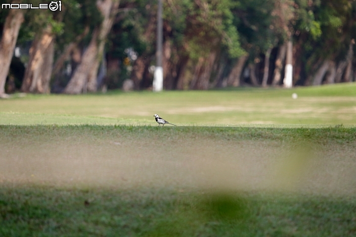 canon EF-S 55-250mm STM 樓~~~~