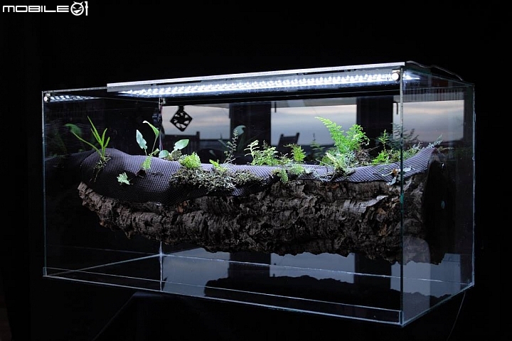 懸浮水草造景