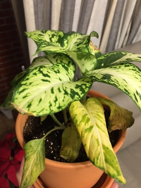 星光燦爛怎麼了