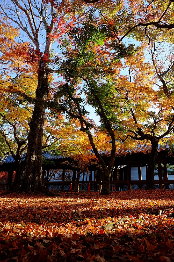 2016 京都賞楓 XE2+16mm 1.4 & XE1+55-200mm