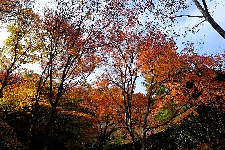 2016 京都賞楓 XE2+16mm 1.4 & XE1+55-200mm