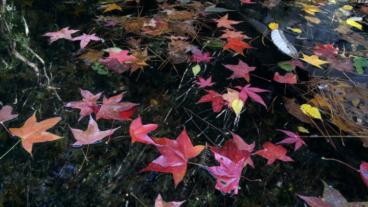 (第86批圖) LG G4 &G5&V10&v20 日夜拍研究團 精選作品2016.12.21