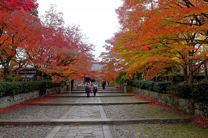 2016 京都賞楓 XE2+16mm 1.4 & XE1+55-200mm
