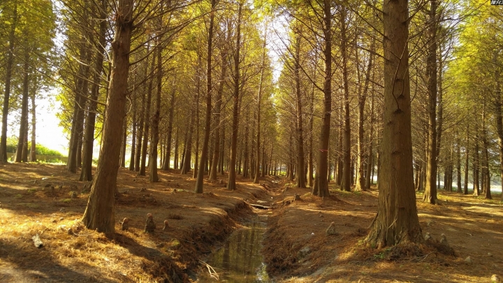 (第86批圖) LG G4 &G5&V10&v20 日夜拍研究團 精選作品2016.12.21