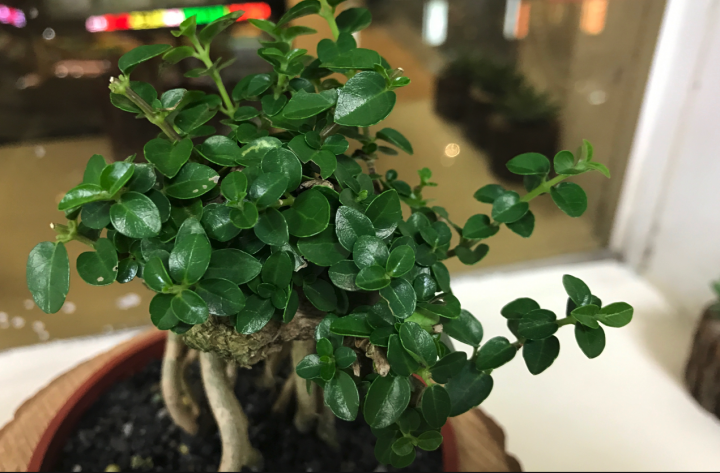 請教一下這是什麼植物？