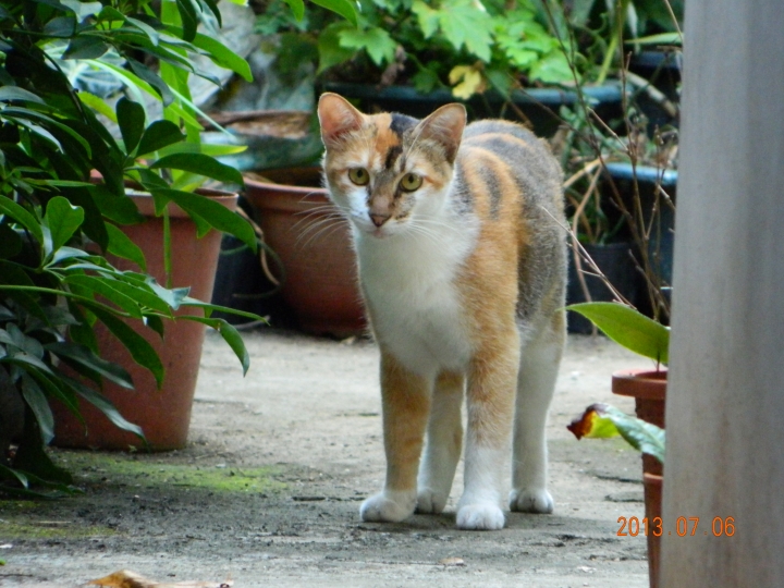 我們的空中花園