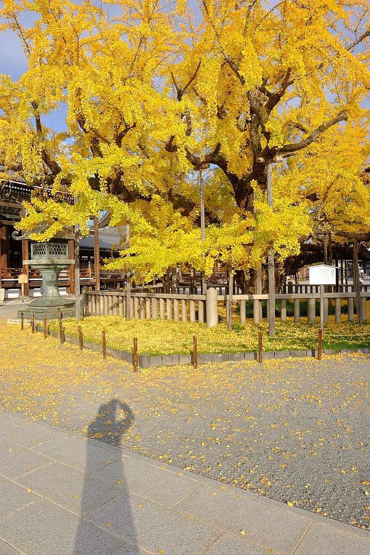 2016 京都賞楓 XE2+16mm 1.4 & XE1+55-200mm