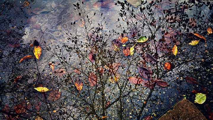 (第87批圖) LG G4 &G5&V10&v20 日夜拍研究團 精選作品2016.12.28