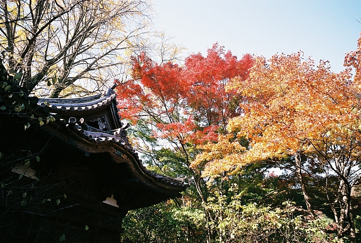 帶著底片去旅行-楓東京