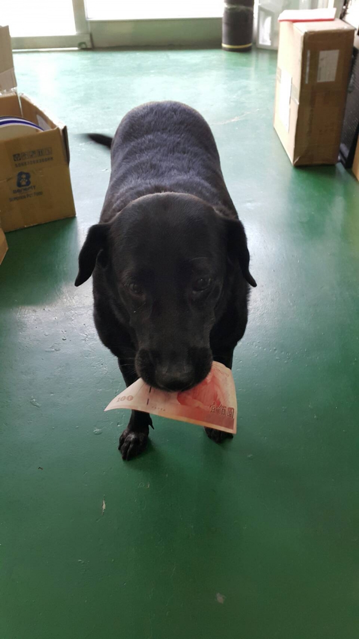 Livina與忠犬和狗奴主人的冒險開端