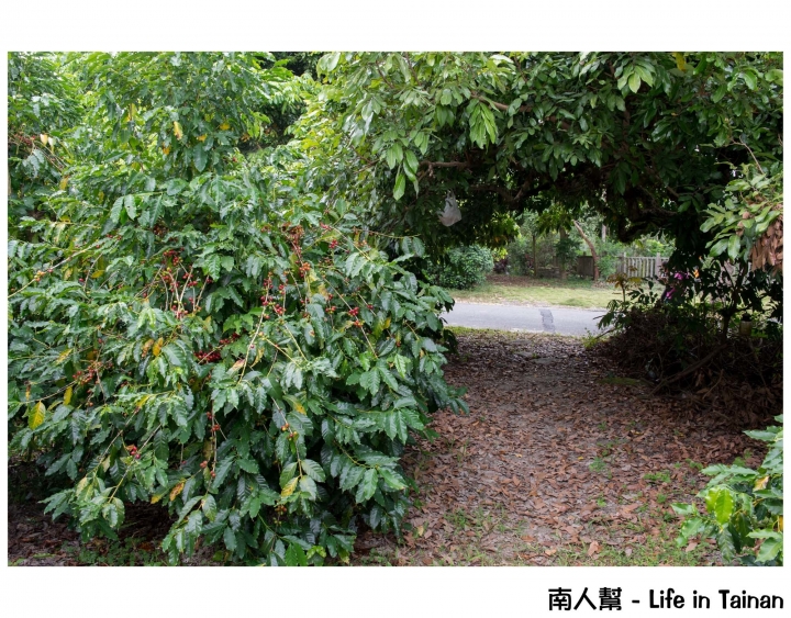 【台南東山區-美食】好山好水好風光│被日本山上出老師評鑑為頂級咖啡~~東香貓咖啡園區
