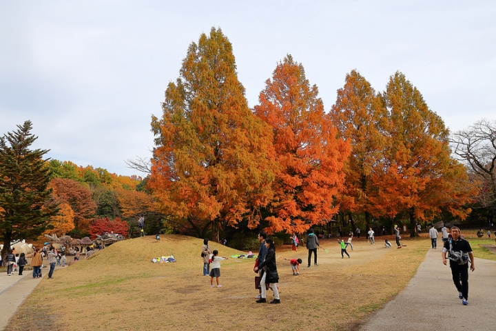 【2016關東】親子遊東京賞銀杏紅葉首選，到國營昭和紀念公園玩樂一整天