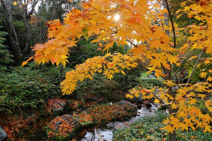 【2016關東】親子遊東京賞銀杏紅葉首選，到國營昭和紀念公園玩樂一整天