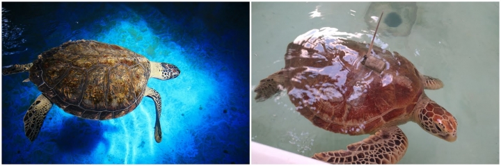 [墾丁秘境] 海生館後場的海角秘境