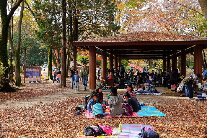 【2016關東】親子遊東京賞銀杏紅葉首選，到國營昭和紀念公園玩樂一整天