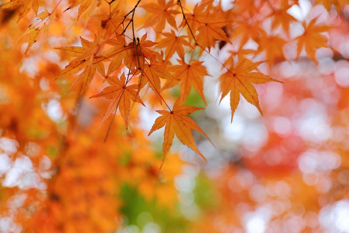 【2016關東】親子遊東京賞銀杏紅葉首選，到國營昭和紀念公園玩樂一整天