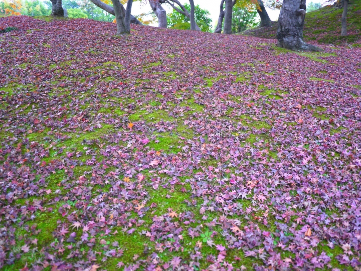 【日本 關西/岡山】岡山後樂園＆倉敷美觀地區