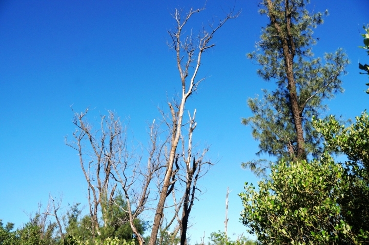 [台南][北門區] 雙春濱海遊憩區 綠色隧道x小忘憂森林星光帳篷（Vanaheim愛莊園）