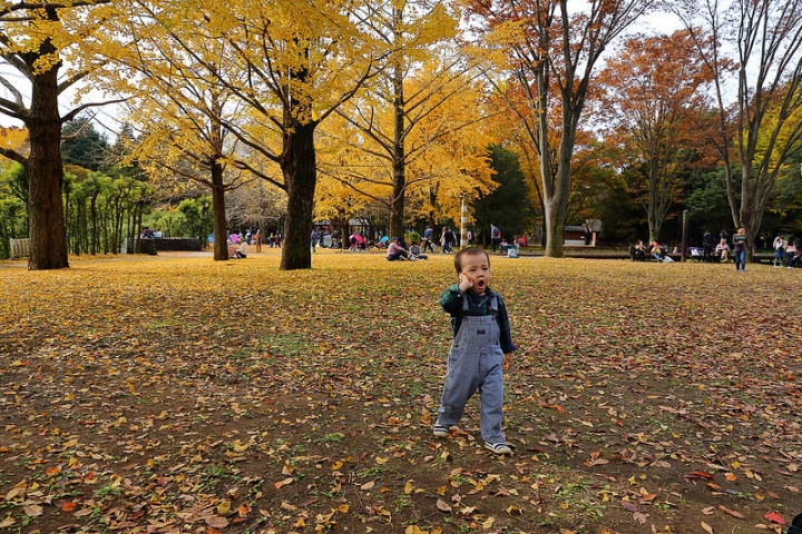 【2016關東】親子遊東京賞銀杏紅葉首選，到國營昭和紀念公園玩樂一整天