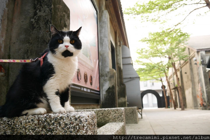 【周刊王-高雄】漫步妘端-駁二特區/鹽埕小吃/西子灣/三多商圈/寵物友善*毛孩輕旅行