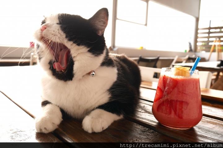 【周刊王-高雄】漫步妘端-駁二特區/鹽埕小吃/西子灣/三多商圈/寵物友善*毛孩輕旅行