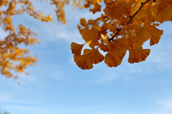 【2016關東】親子遊東京賞銀杏紅葉首選，到國營昭和紀念公園玩樂一整天