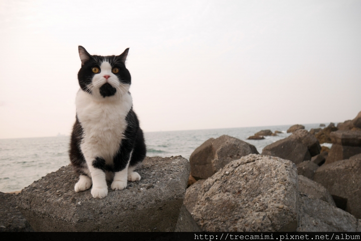 【周刊王-高雄】漫步妘端-駁二特區/鹽埕小吃/西子灣/三多商圈/寵物友善*毛孩輕旅行