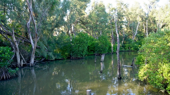 [台南][北門區] 雙春濱海遊憩區 綠色隧道x小忘憂森林星光帳篷（Vanaheim愛莊園）
