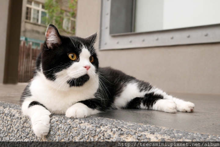 【周刊王-高雄】漫步妘端-駁二特區/鹽埕小吃/西子灣/三多商圈/寵物友善*毛孩輕旅行