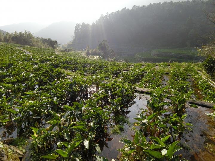 【台北/陽明山】日式庭園下吃著糯米小丸子-陽明山甘味坊