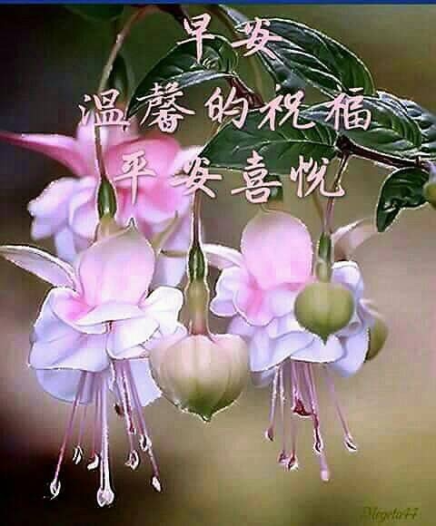 有收過早安祝福圖的請進
