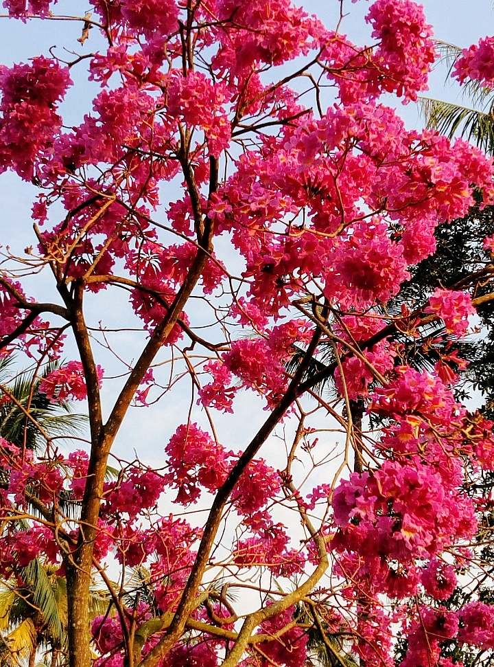台南市永康公園粉紅風鈴木