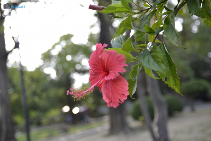 恆定大光圈 旅遊一鏡到底【SIGMA 17-50mm F2.8 EX DC OS】